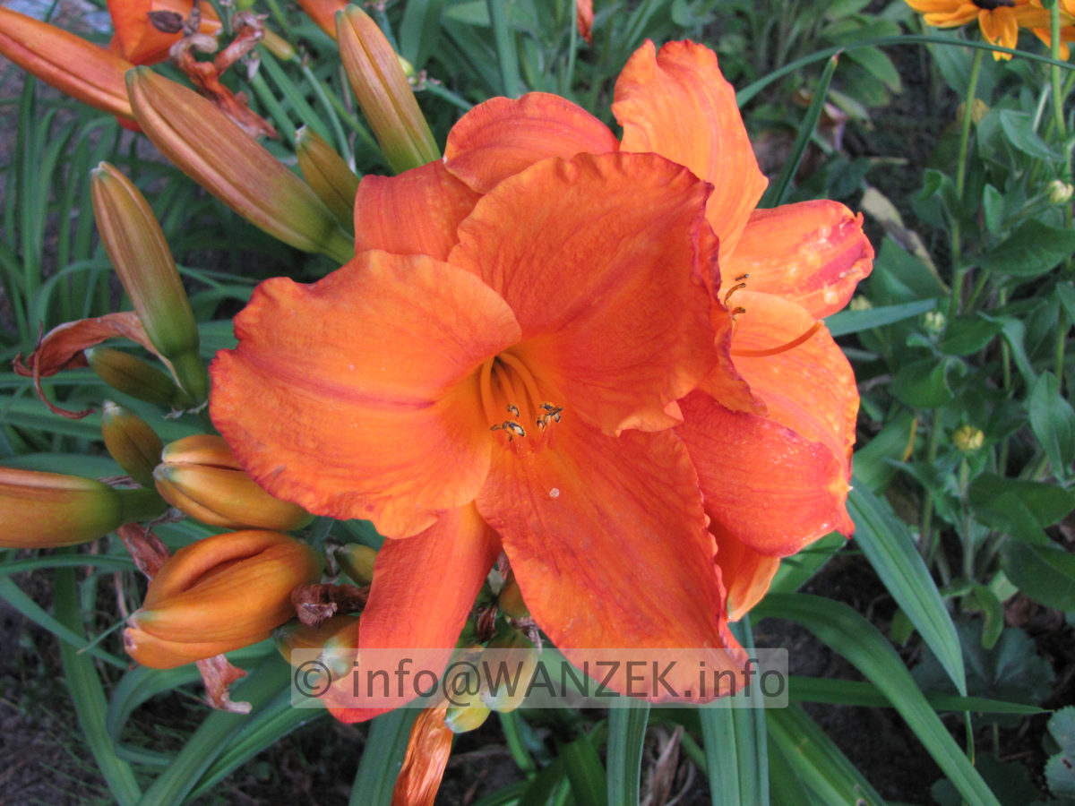 Hemerocallis Mauna Loa 00.JPG